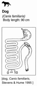 Digestive System Anatomy - Comparing 2 Carnivora Species